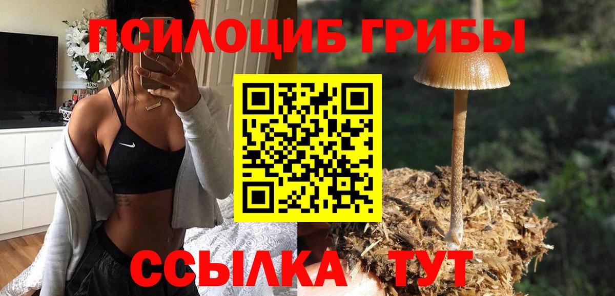 Псилоцибиновые грибы Cubensis Октябрьский